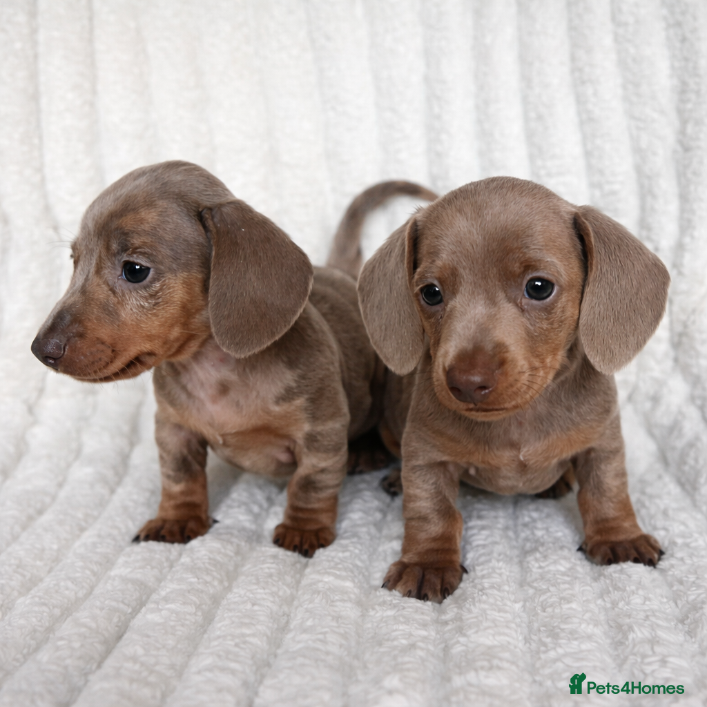 Miniature Dachshund dogs Stunning Isabella mini dachshund puppies - Advert 2