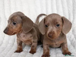Miniature Dachshund dogs Stunning Isabella mini dachshund puppies - Advert 2