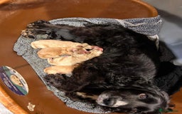 Cocker Spaniel dogs for sale: Beautiful Puppies ready for forever home 🏠  - Advert 1