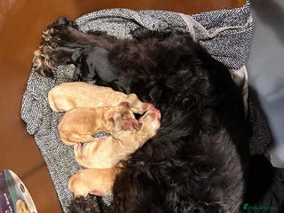 Cocker Spaniel dogs Beautiful Puppies ready for forever home 🏠 - Advert 2