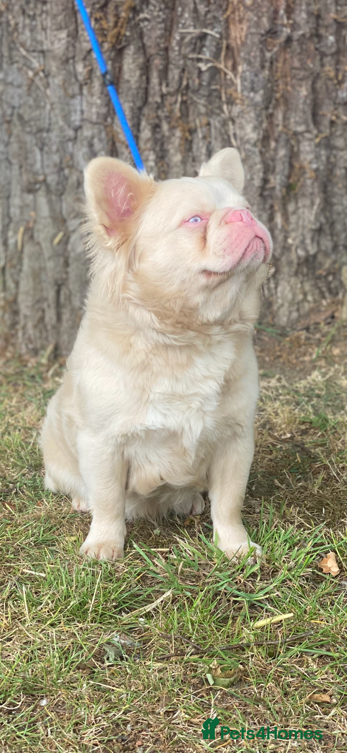 French Bulldog dogs STUD - Full fluffy full pink frenchie wavy coat 🌊 - Advert 15