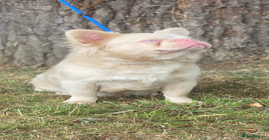 French Bulldog dogs - Advert 2
