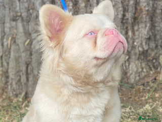 French Bulldog dogs STUD - Full fluffy full pink frenchie wavy coat 🌊 - Advert 3