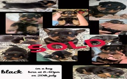 Rottweiler dogs for sale: Rottweiler Champion bloodline  - Image 21