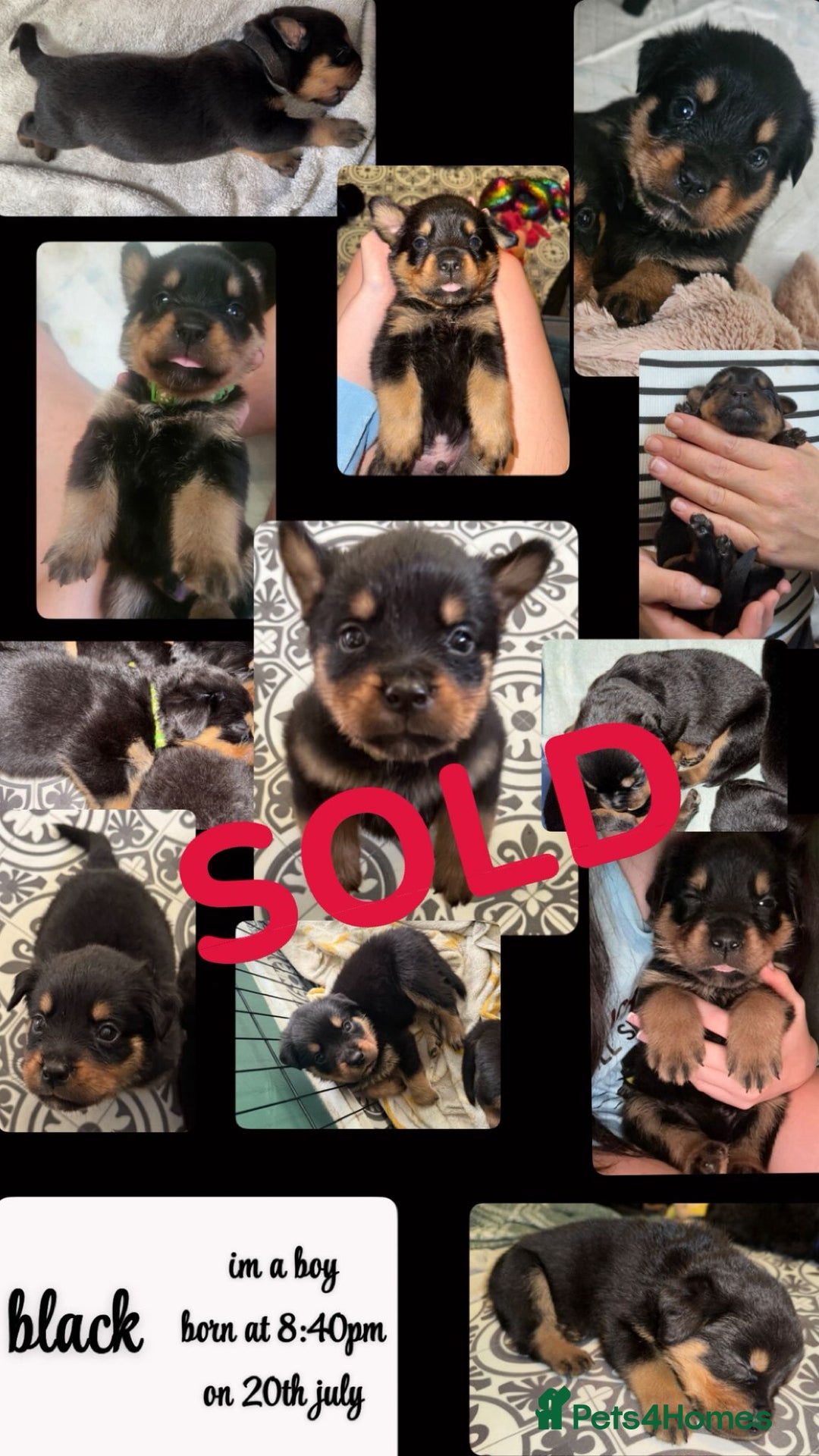Rottweiler dogs for sale: Rottweiler Champion bloodline  - Image 21