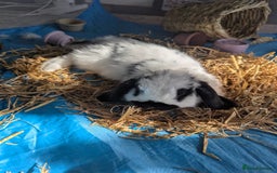 Mini Lop rabbits for sale: Monty and Muffin  - Image 3