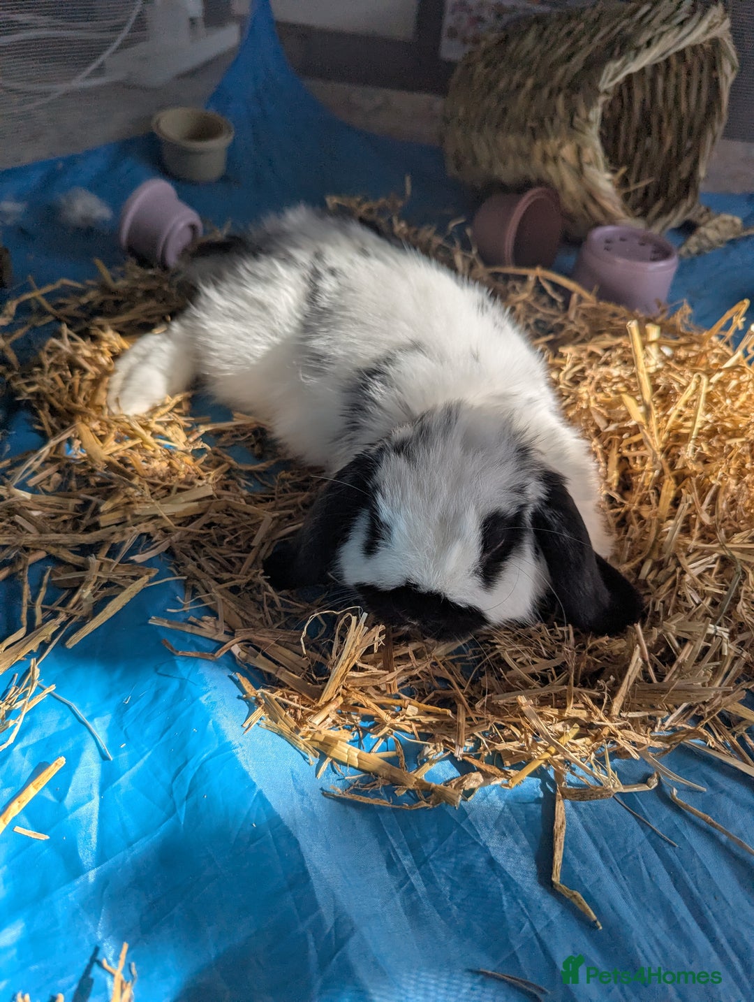Mini Lop rabbits for sale: Monty and Muffin  - Image 3