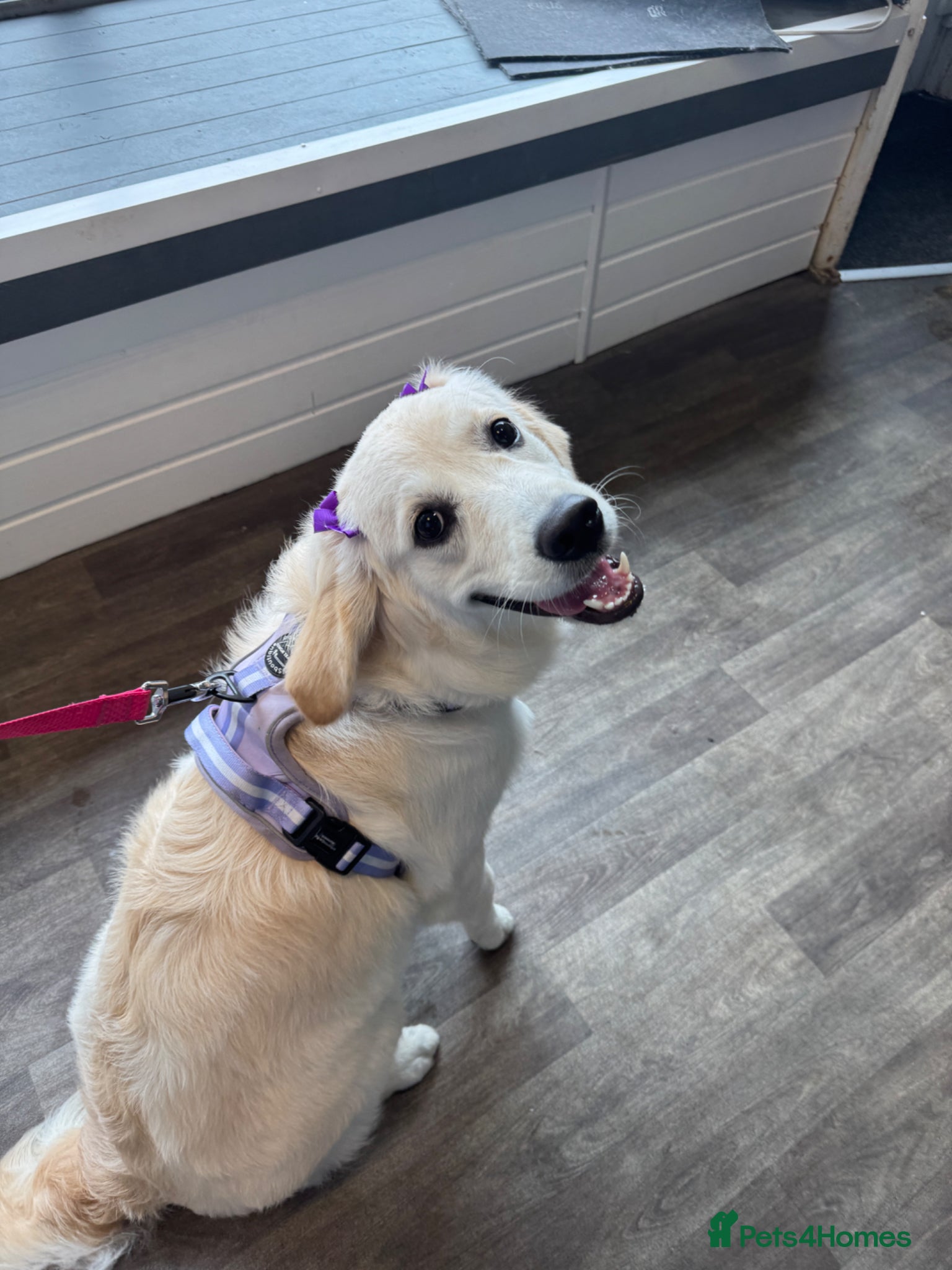 Golden Retriever dogs 1 Year Old Female Golden Retriever - Advert 1