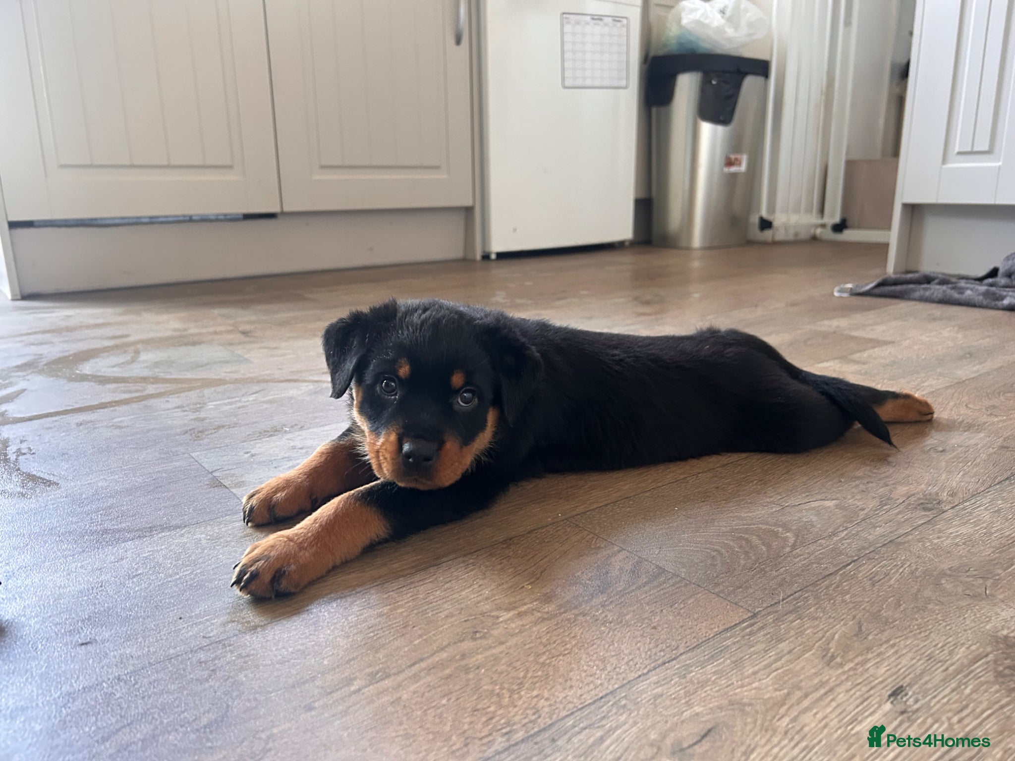 Rottweiler dogs for sale: Pure breed Rottweiler puppies for sale - Advert 9
