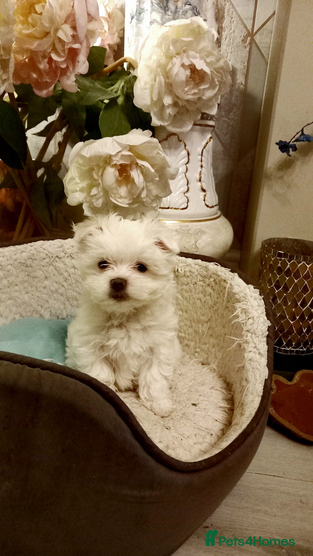Maltese dogs for sale: 4 Miniature Maltese puppies for sale  - Advert 2