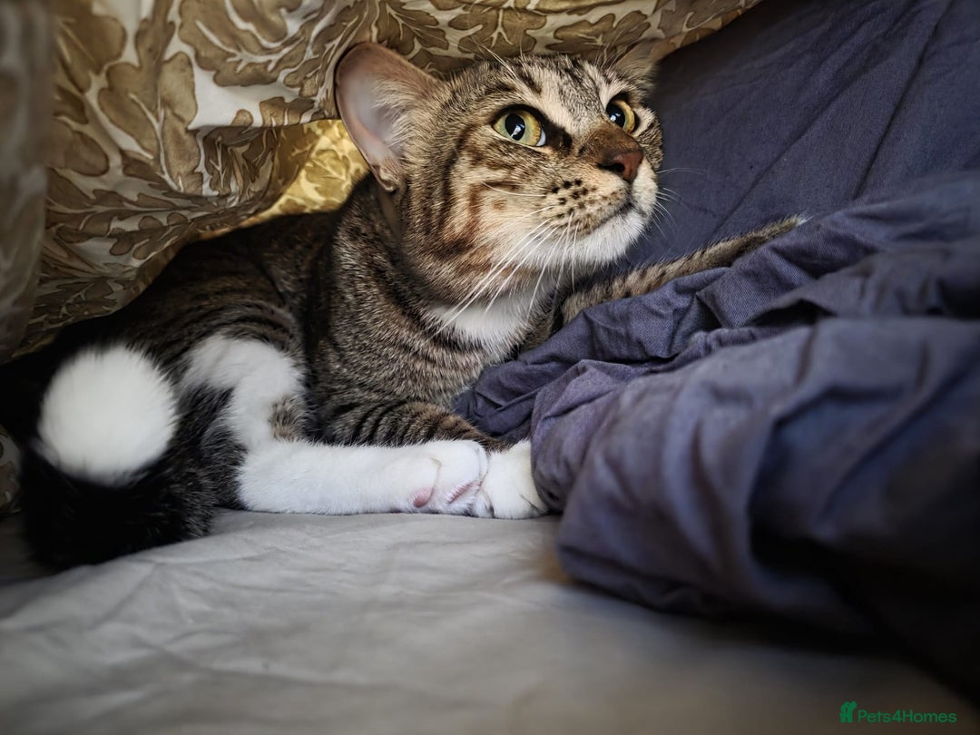 Mixed Breed cats for adoption: [Indoors Only] Cardini: Absolute Playful Cuddlebug - Advert 9