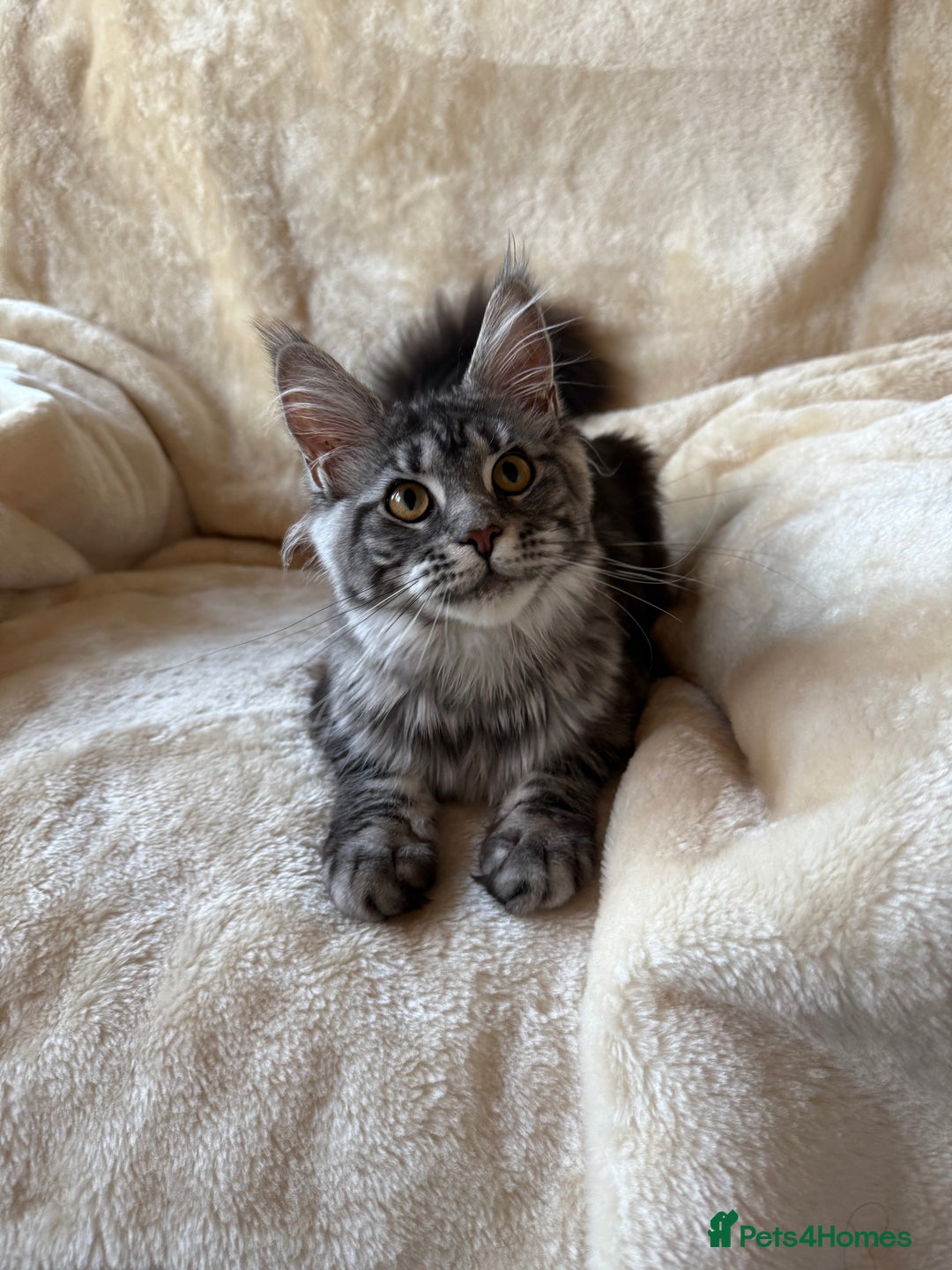 Maine Coon cats for sale: Pedigree GCCF Russian Import line Maine Coons - Advert 16