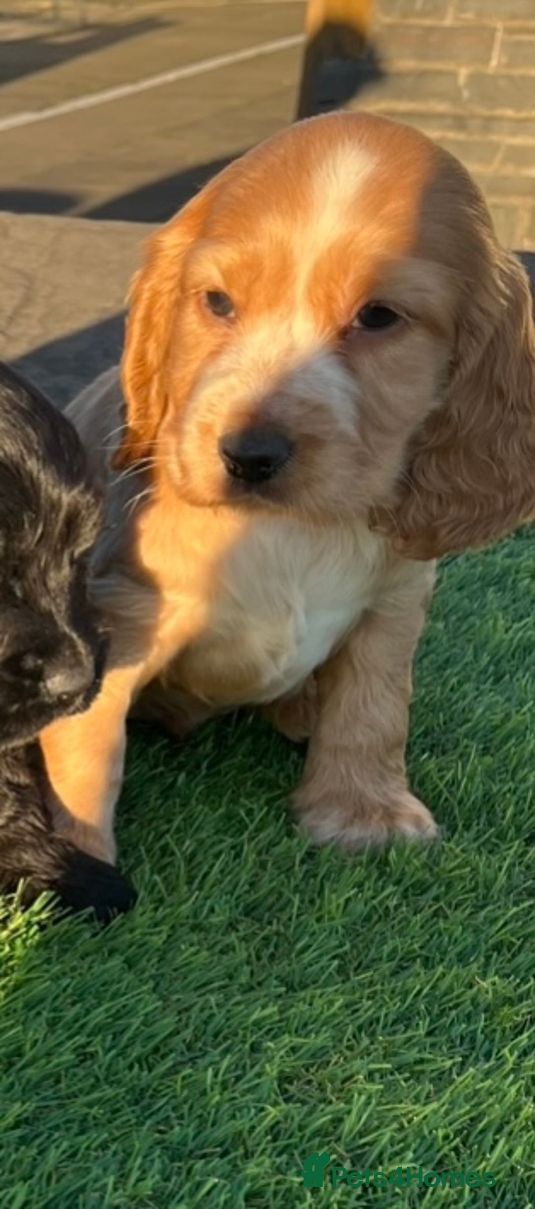 Cocker Spaniel dogs for sale: KC Registered Show Type Cocker Spaniels - Advert 20