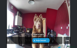 German Shepherd dogs for stud: Sabre, big strong straight backed DMclear male GSD in Stoke-on-Trent - Image 4