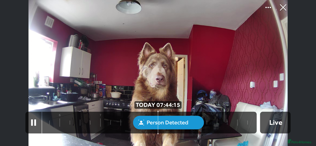 German Shepherd dogs for stud: Sabre, big strong straight backed DMclear male GSD in Stoke-on-Trent - Image 4