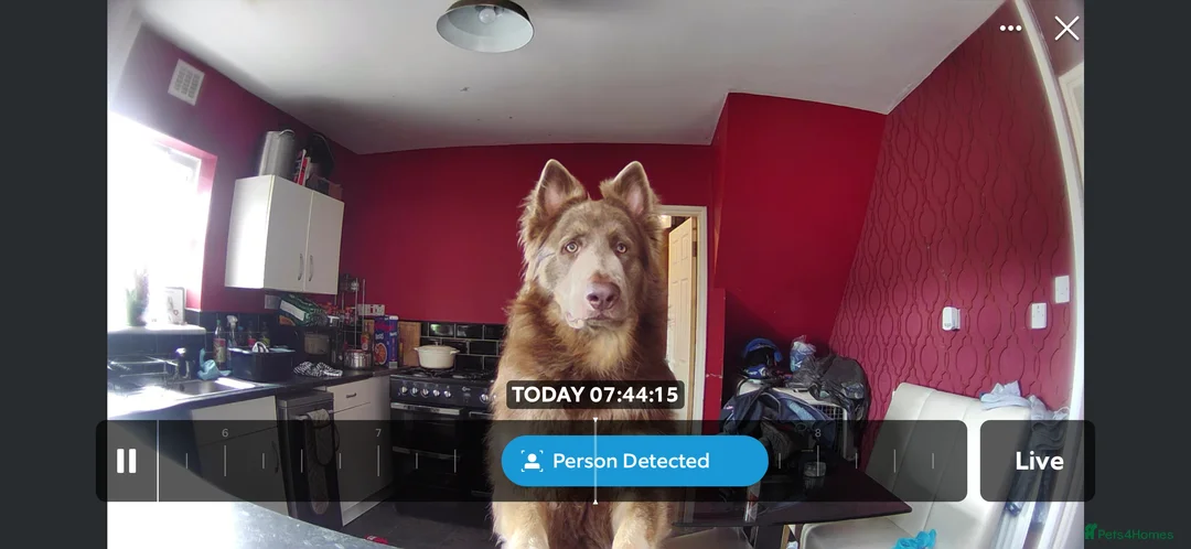 German Shepherd dogs for stud: Sabre, big strong straight backed DMclear male GSD in Stoke-on-Trent - Advert 4