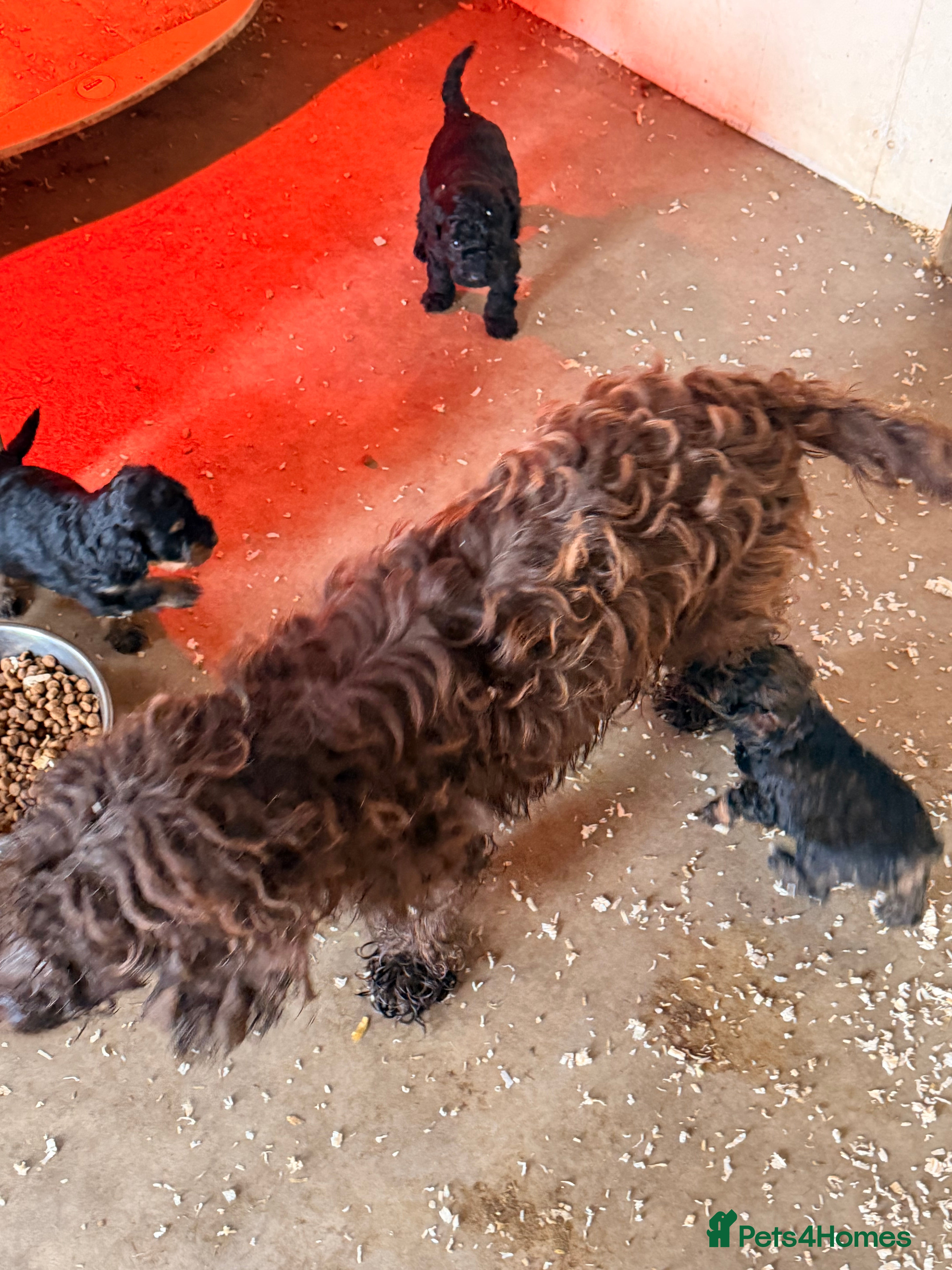 Cockapoo dogs F1 puppies cockatoo - Advert 1