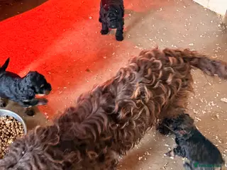 Cockapoo dogs F1 puppies cockatoo - Advert 1