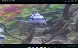 Cichlids fish for sale: Tropical fish for sale! - Image 1