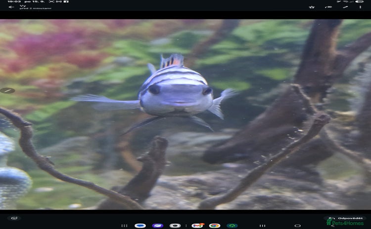 Cichlids fish - Advert 1