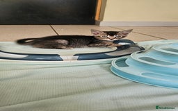 Abyssinian cats for sale: Abyssinian and Bengal x kittens 😻 - Image 5