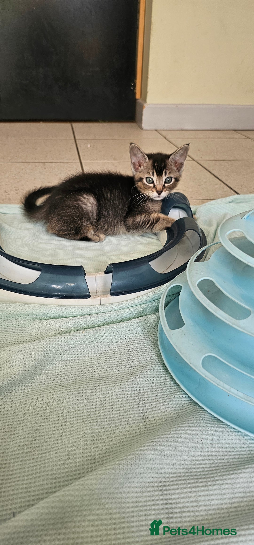 Abyssinian cats for sale: Abyssinian and Bengal x kittens 😻 - Image 5