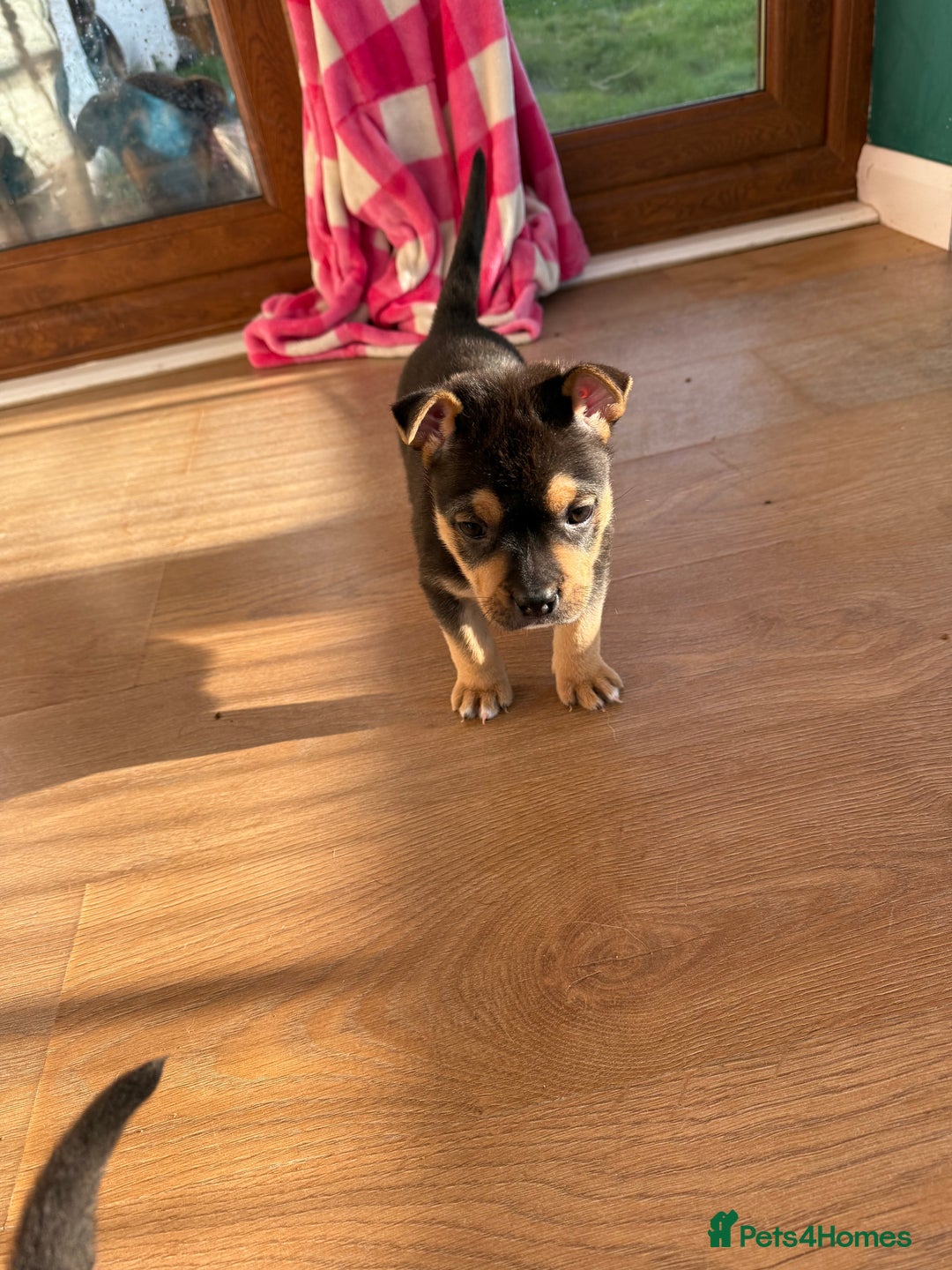 Mixed Breed dogs for sale: Beautiful Bulldog Cross Puppies - Image 2