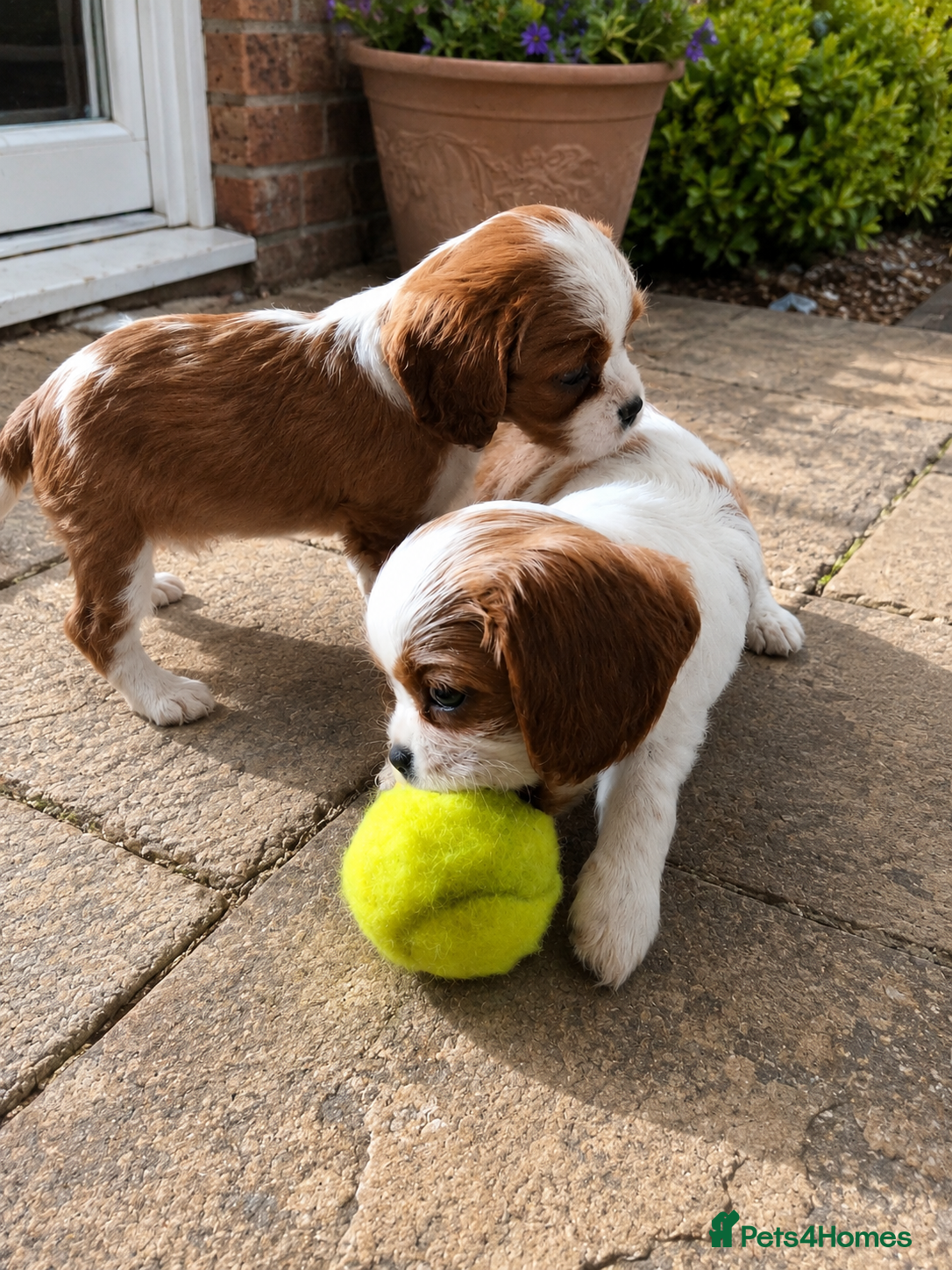 Cavalier King Charles Spaniel dogs Beautiful Blenheim Cavalier King Charles Spaniels! - Advert 14