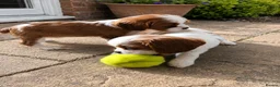 Cavalier King Charles Spaniel dogs for sale: Beautiful Blenheim Cavalier King Charles Spaniels! - Advert 9
