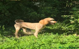 Bernedoodle dogs for sale: F1 Bernedoodle - Image 5