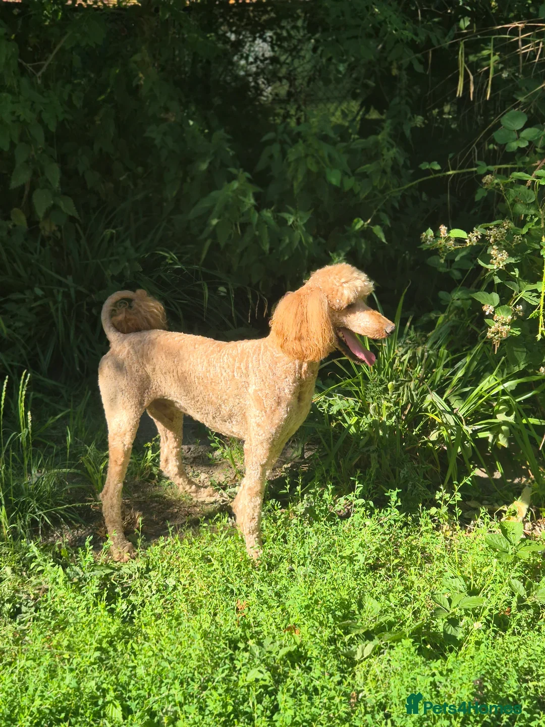 Bernedoodle dogs for sale: F1 Bernedoodle - Image 5
