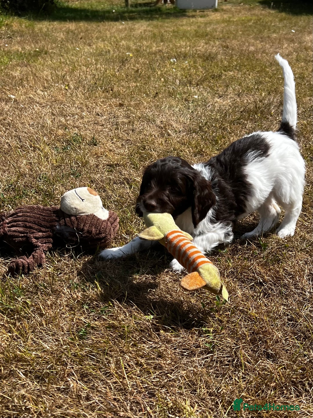 Sproodle dogs for sale: F1 Sproodle 🩷Pippa🩷 5⭐️Licensed Breeder full DNA - Image 13
