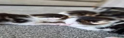 Mixed Breed cats for sale: Kittens looking for a family - Advert 7