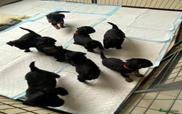 Mixed Breed dogs for sale: 3/4 patterdale 1/4 staffy x cavapoo pups - Image 1