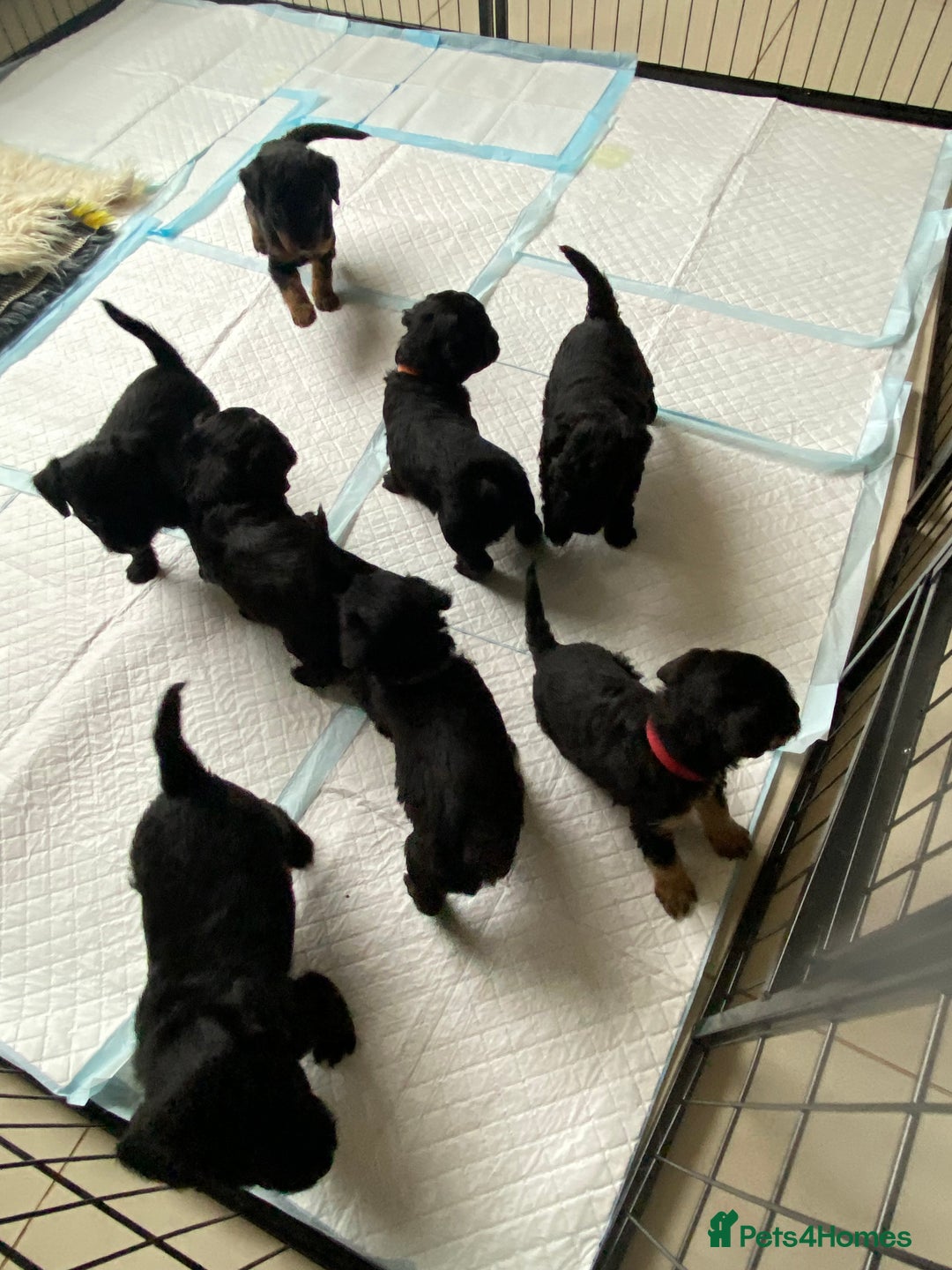 Mixed Breed dogs for sale: 3/4 patterdale 1/4 staffy x cavapoo pups - Image 1