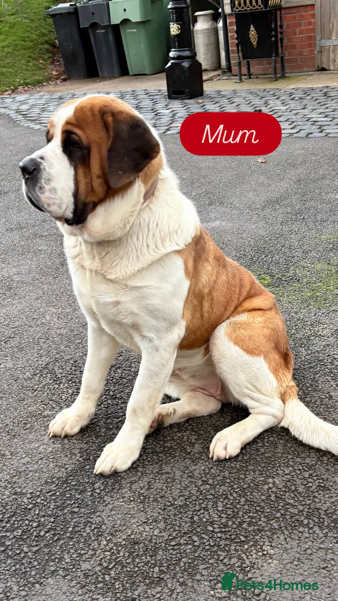 Saint Bernard dogs for sale: Chunky family raised champ blood Saint Bernard 🐶  - Advert 11