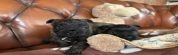 Cairn Terrier dogs for sale: KC Registered Cairn Terrier Pups - Advert 24