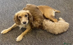 Cockapoo dogs for sale: 2 BOYS LEFT Quality F1 Cockapoos DNA CLEAR PARENTS - Image 9