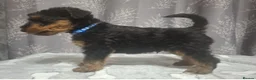 Airedale Terrier dogs for sale: Gorgeous Airedale Litter! - Advert 17