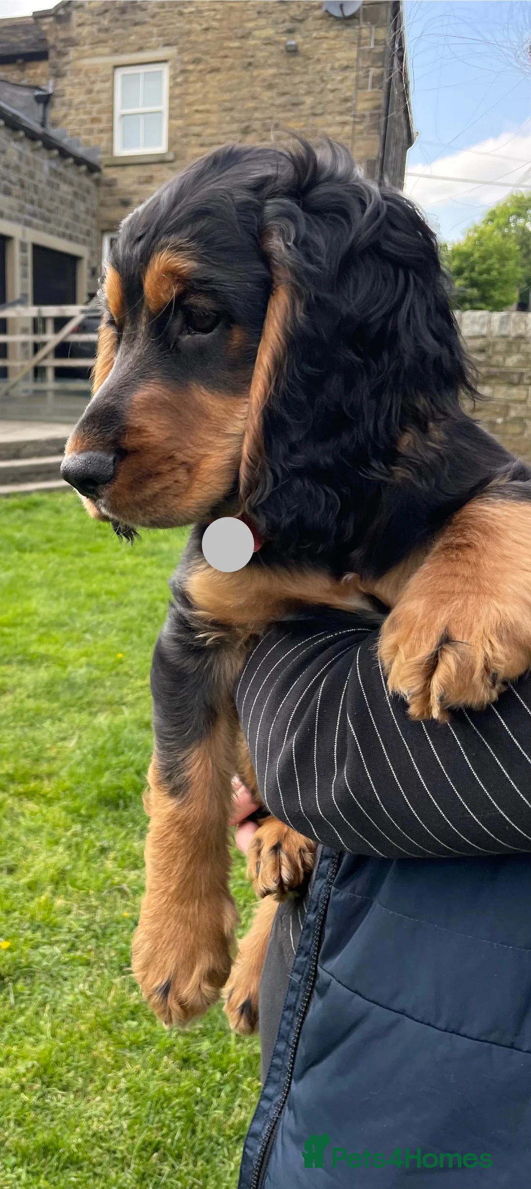 Cocker Spaniel dogs for stud: K C registered - Mr Midnight for Stud in Huddersfield - Advert 6