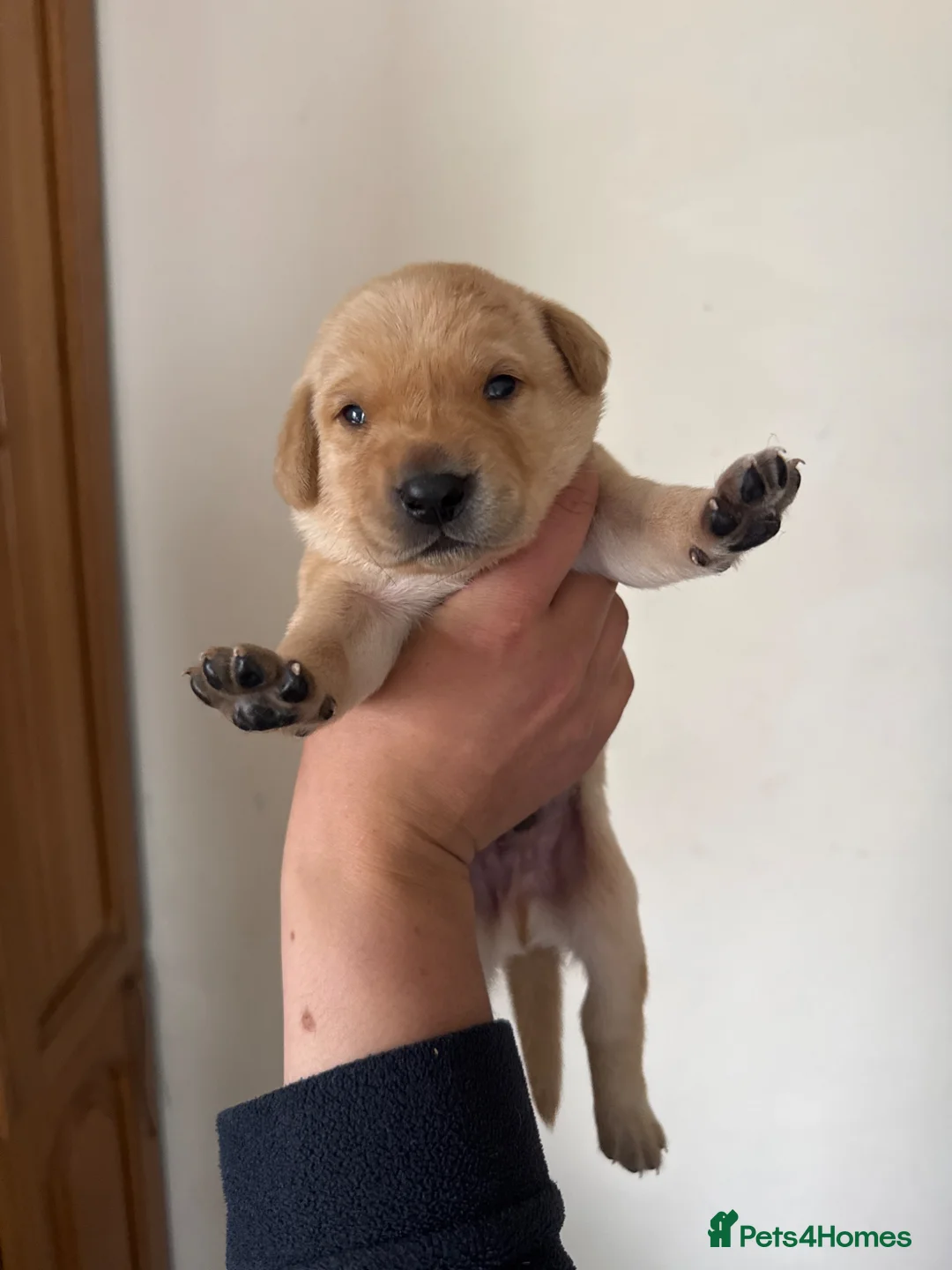 Labrador Retriever dogs for sale: Gamekeeper KC Labradors  - Advert 2