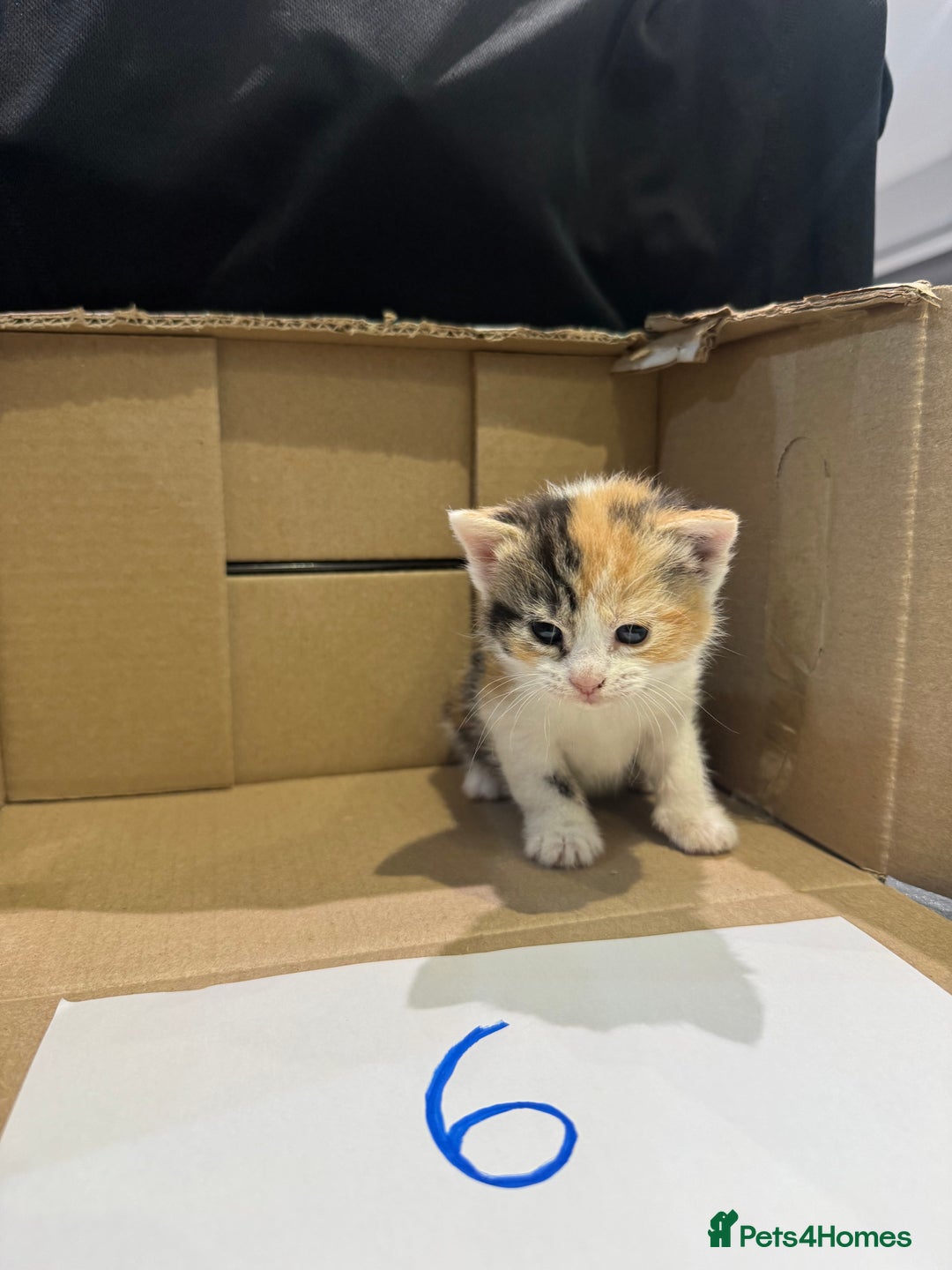 Mixed Breed cats for sale: British shorthair mix kittens  - Advert 19