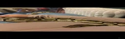 Python Snake reptiles for sale: Royal python - pastel lesser  - Advert 3
