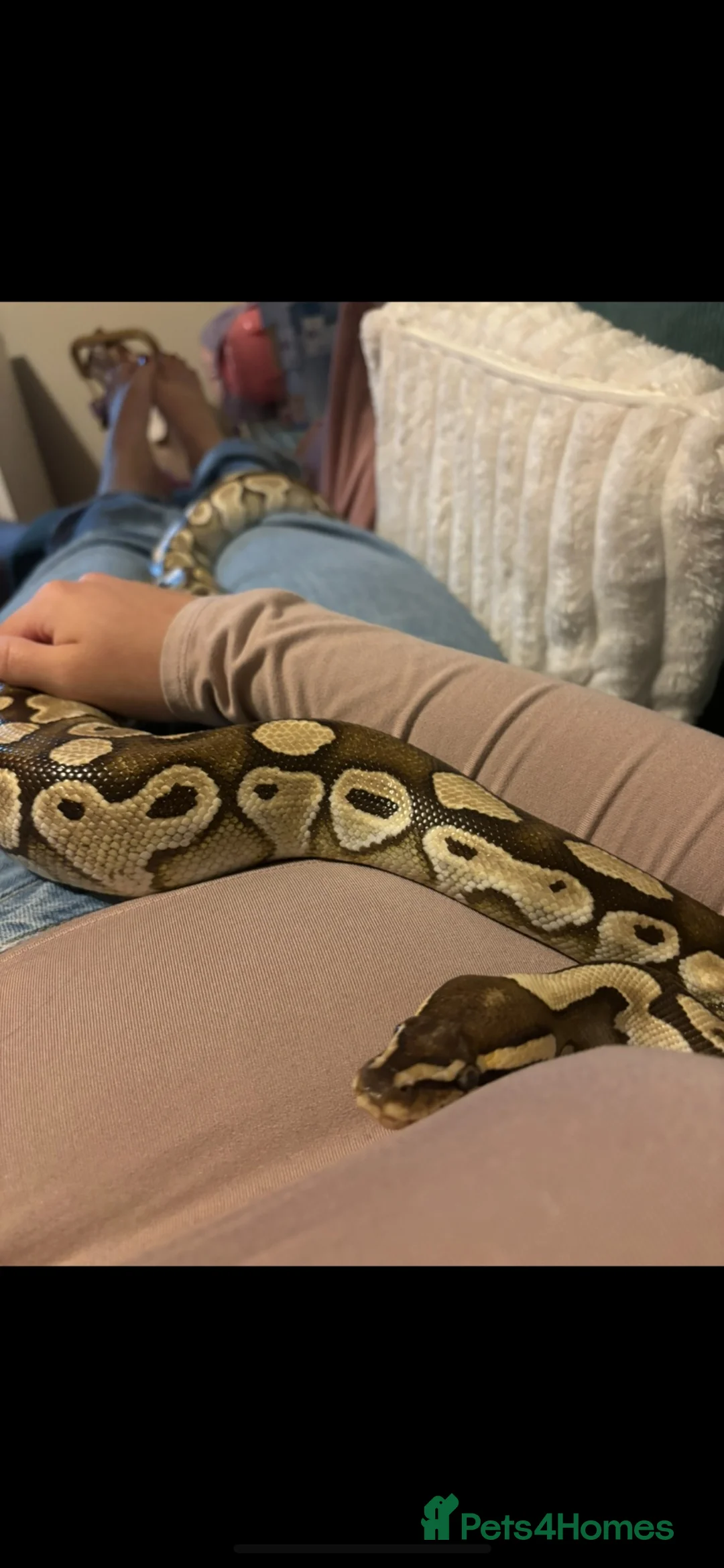 Python Snake reptiles for sale: Royal python - pastel lesser  - Advert 3