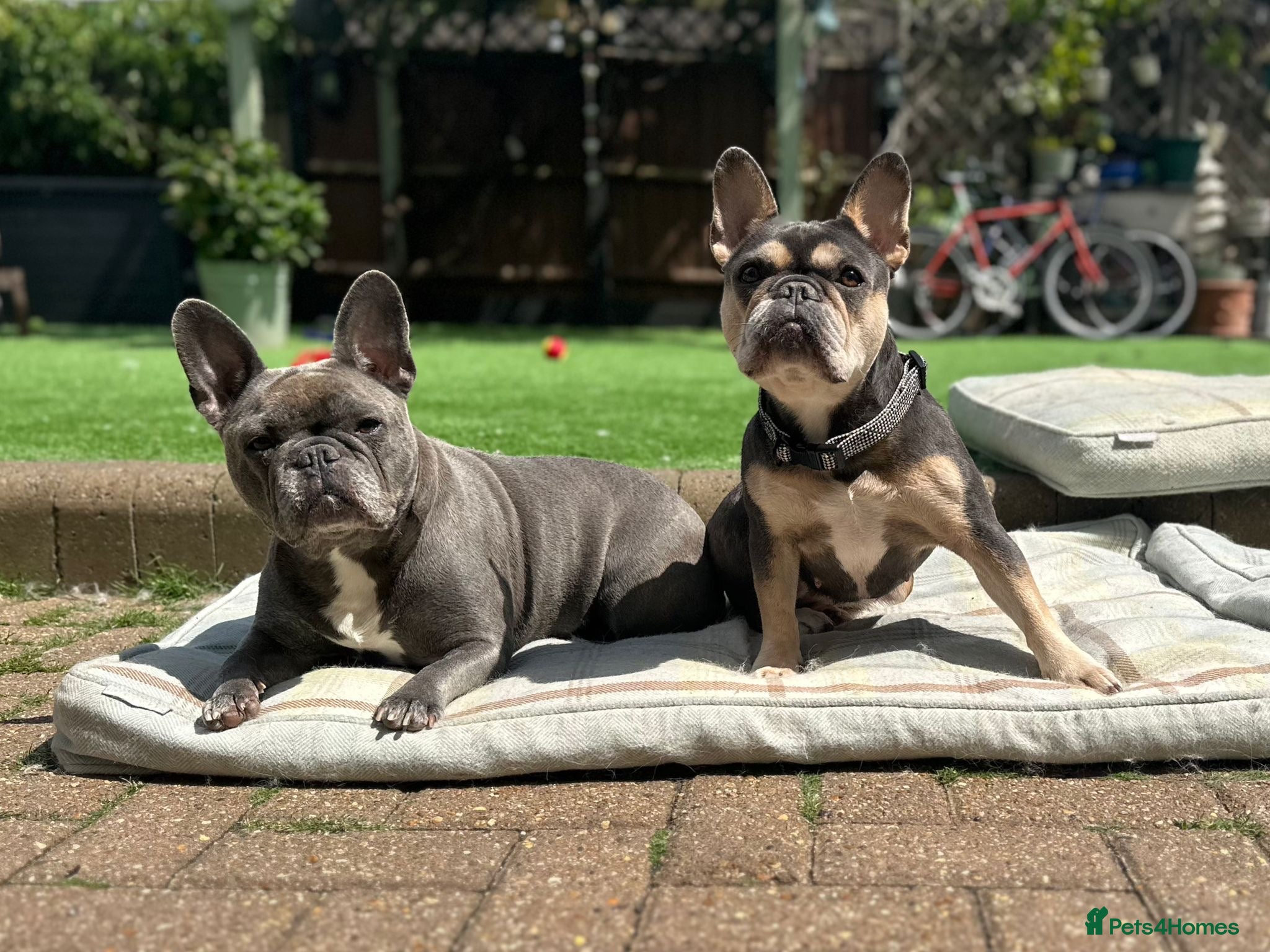 French Bulldog dogs Frenchie Mother & Daughter(To Be Rehomed Together) - Advert 1
