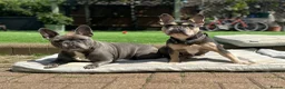 French Bulldog dogs for sale: Frenchie Mother & Daughter(To Be Rehomed Together) - Advert 1