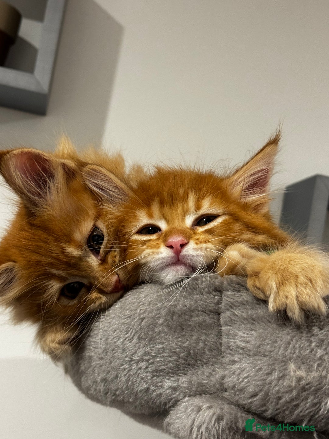 Maine Coon cats for sale: Ginger Polydactyl Main Coon kittens available - Image 21