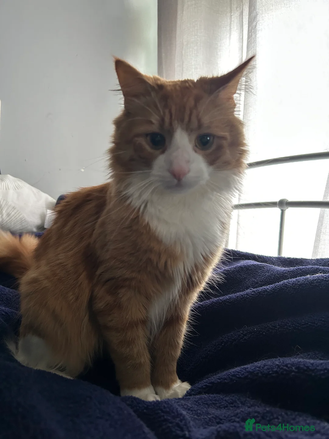 Turkish Angora cats for stud: Handsome boy is ready for stud  - Advert 2