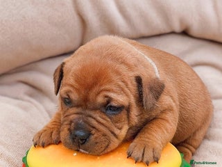 Staffordshire Bull Terrier dogs SHOW QUAILTY RED STAFF PUPPIES COI 2.9% 🐶 🔥🔥😍 - Advert 2