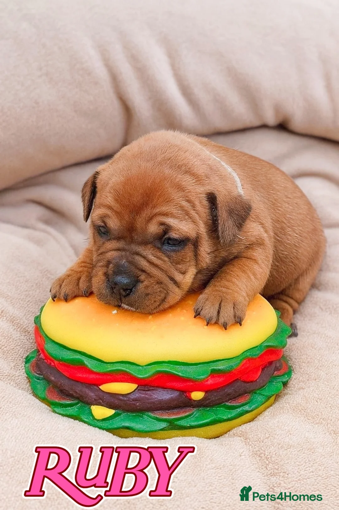 Staffordshire Bull Terrier dogs for sale: SHOW QUAILTY RED STAFF PUPPIES COI 2.9% 🐶 🔥🔥😍 - Advert 2